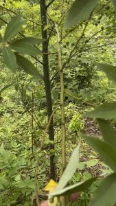 Cây tiêu rừng (gốc giống to)