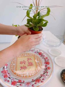 Kokedama DIY Kit - Make Your Own Moss Ball Plant | Gardening Gift | Indoor Decor | 苔藓苔玉球套装 | by Letsplant