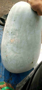 BENIH BLIGO KUNDUR JUMBO (10 BUTIR)