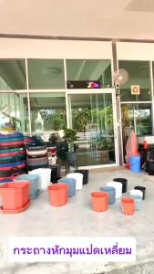 เซตสุดคุ้ม‼️กระถางหักมุมแปดเหลี่ยม(2-5นิ้ว)perfectworlds