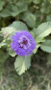 กระดุมไพลินกระดุมหยก ต้นพันธุ์