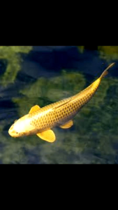 golden koi fish size 5-+ inch koi fish