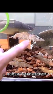 Mata Kail untuk udang hidup untuk memancing di sungai/muara/ laut HARGA PER 1 BIJI