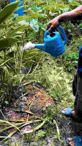 บัวรดน้ำ บัวพลาสติก(อย่างดี) บัวรดน้ำสีฟ้า ขนาด2/4/8/10ลิตร รดน้ำต้นไม้ หัวฝักบัวรดน้ำ