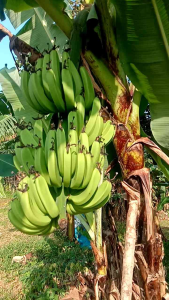 bibit pisang Ambon lumut unggul