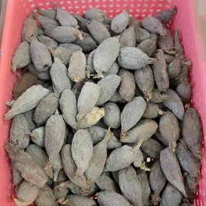 Fresh Alligator pepper /Lada buaya imported from nigeria 5 for 25rm.