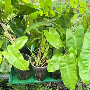 cây tỷ phú giống