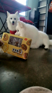 【𝗥𝗘𝗔𝗗𝗬 𝗦𝗧𝗢𝗖𝗞 现货】小胖爪宠物甜甜圈磨牙棒 Pet Donut Teething Stick 𝗘𝗫𝗣:𝟭𝟰/𝟴/𝟮𝟲