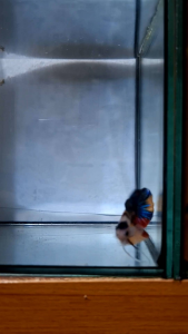 betta ลูกหม้อแฟนซี (เพศผู้)