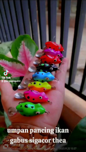 umpan ikan gabus Sigacor soft frog mini 3 cm Berat 5 gr hadir berbagai macam bentuk yang unik dan paling kiler dan amis
