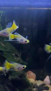 Guppy Yellow Koi Glassbellly Short Body Ribbon