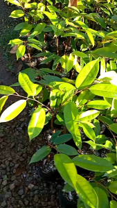 ต้นทุเรียนหมอนทองเสียบยอดแล้วพร้อมลงแปลงปลูก รุ่นใหม่ความสูง40-60ชม.ชุด2ต้น ชื้อ10ต้นแถมต้นกล้าเสริมราก