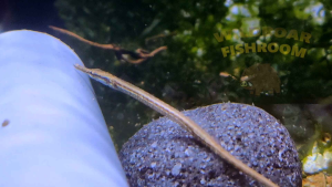 Martens’ Pipefish (Doryichthys martensii) | Live animal