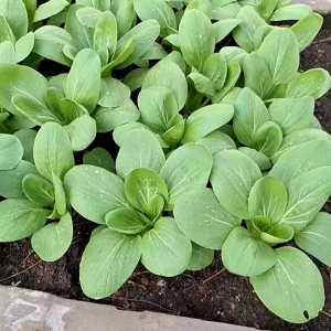 (KEMASAN PREMIUM) BIJI/BENIH SAYURAN CAKCOY/PAKCOY ( isi -+ 1.000 butir)