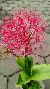 December Flower Seedling (Haemanthus multiflorus) -  - Pokok Bunga Disember - दिसंबर फूल पौधा December Flower – Unique Firework Bloom Bright Red Spherical Flowers Easy to Grow Low-Maintenance Bulb Plant LIVE SEEDLING