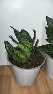 Sansevieria BirdsNest