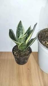 Sansevieria Ocean Star