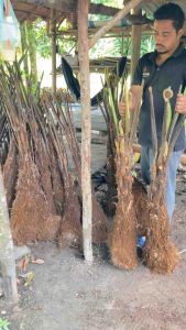 Tree’ferns (ต้นเฟิร์น มหาสดำ)