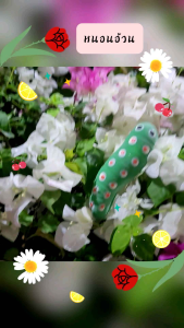 หนอนปลอม หนอนอ้วน หนอนตัวใหญ่