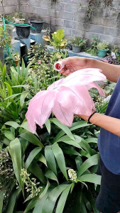 KELOPAK BUNGA/CUP BUNGA + FITINGAN TERMURAH TERLARIS BAHAN KAIN ORGANDI DIAMETER 40 CM