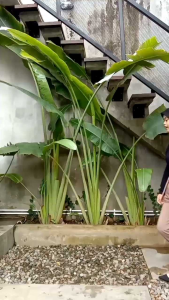 Sebelasid -  PROMO PAKET CELANA KULOT CRINKLE JUMBO 20 PCS