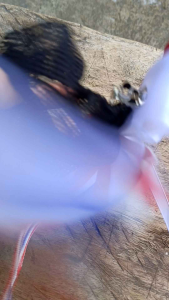 กิ๊บติดผมลายธงชาติ ลายธงชาติสวยๆลายธงชาติใส่เน็ตผม พร้อมส่ง