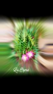 Bakawali Zig Zag / Bakawali Fishbone@1 cutting leaf/1pot