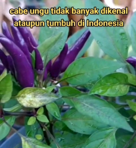 8 BUTIR BIJI/BENIH CABE UNGU/PURPLE PAPPER