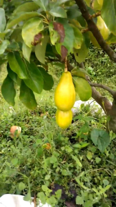 Bibit Alpokat Yellow Vietnam 100% Valid