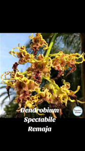 Anggrek Dendrobium Spectabile: Raja Keriting Melintir