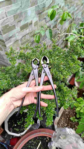 DỤNG CỤ KÉO BƯỚM KÌM CẠP BOMSAI