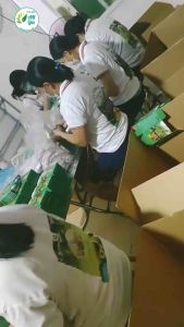 [Mua 3 tặng 1] Giảm Cân Siêu Tốc Trà Táo Mèo Túi Lọc Đánh Tan Mỡ Bụng Giảm Béo Hiệu Quả Nguyên Liệu Từ Thiên Nhiên