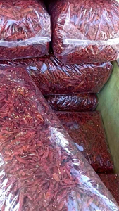 1 KG PROMO CABE RAWIT PEDAS /CAPLAK /TEJA BERSIH TANPA TANGKAI