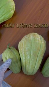 SUSU GIỐNG SIZE ĐẠI