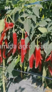 Benih Bibit Cabe Besar GAJAH PLUS F1 Tahan Layu Bakteri Toleran Virus
