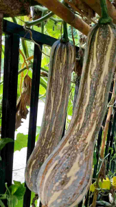 เมล็ดพันธุ์ฟักทองเงือกสองใจ 25+5 เมล็ด