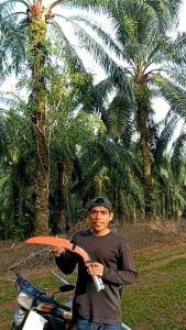 EGREK KLS PALMKING LONG ULTRA TERBARU SUPER TAJAM