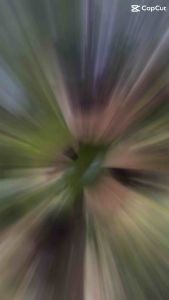 ที่นอนกะลามะพร้าว นก ชูก้า กระรอก ไม่เคลือบสารเคมี100% ไม่เป็นอันตรายต่อสัตว์ สวยงามพร้อมที่แขวน