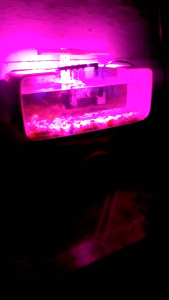 lampu led aquarium mini 5v pink ungu 8mata