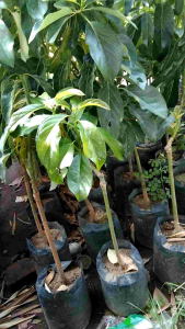 Bebas Pilih BIBIT ALPUKAT 1 METER - bibit alpukat 1meter - bibit tanaman buah alpukat satu meter - bibit alpukat batang besar