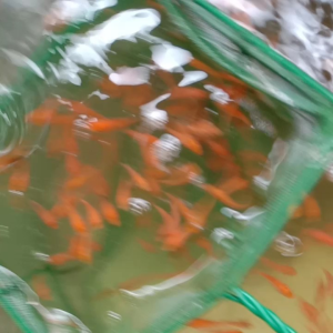 Arowana/Chana/Osca fish food ikan kap hidup(2~4cm )(60-12/value pack 400++)value pack order at Sunday or thusday