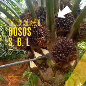 Dodos Sawit Sbl Super Tajam Alat Panen Sawit