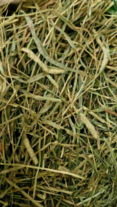 1st cut Timothy Hay and  Timothy Hay 2nd cut