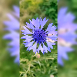 20 BIJI BENIH BUNGA CORN FLOWER CENTAUREA CYANUS MIXED