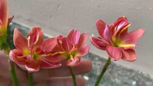 ชื่อ Madam Butterfly ของหัวดอกบัวดิน 20 บาท สีเข้ม 20 บาท