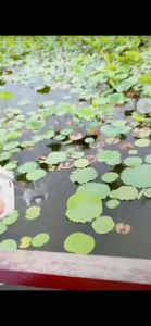 ปืนฉีดน้ำแรงดันสูงปืนน้ำX3 x3กระเป๋าเป้สะพายหลังดูดซับน้ำอัตโนมัติ