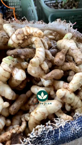 New Promo 1 kg TEMU PUTIH SEGAR CURCUMA ZEDOARIA FRESH /KUNYIT PUTIH