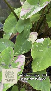 โคโลคาเซีย เฟิร์สพิ้ง (Colocasia Frist Pink ) ไม้ฟอกอากาศ ไม้มงคล ไม้ประดับ ไม้แต่งสวน ราคาถูกสุดๆ ไม้ด่าง ไม้หายาก