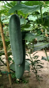 Benih Mentimun Timun Rujak Hibrida MUNDI F1 isi 20 gram dari Istana Seed - Benih Hibrida Berkualitas Tinggi