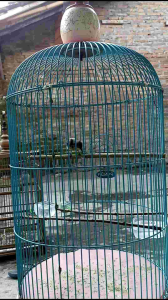 burung gacor tanpa kroto